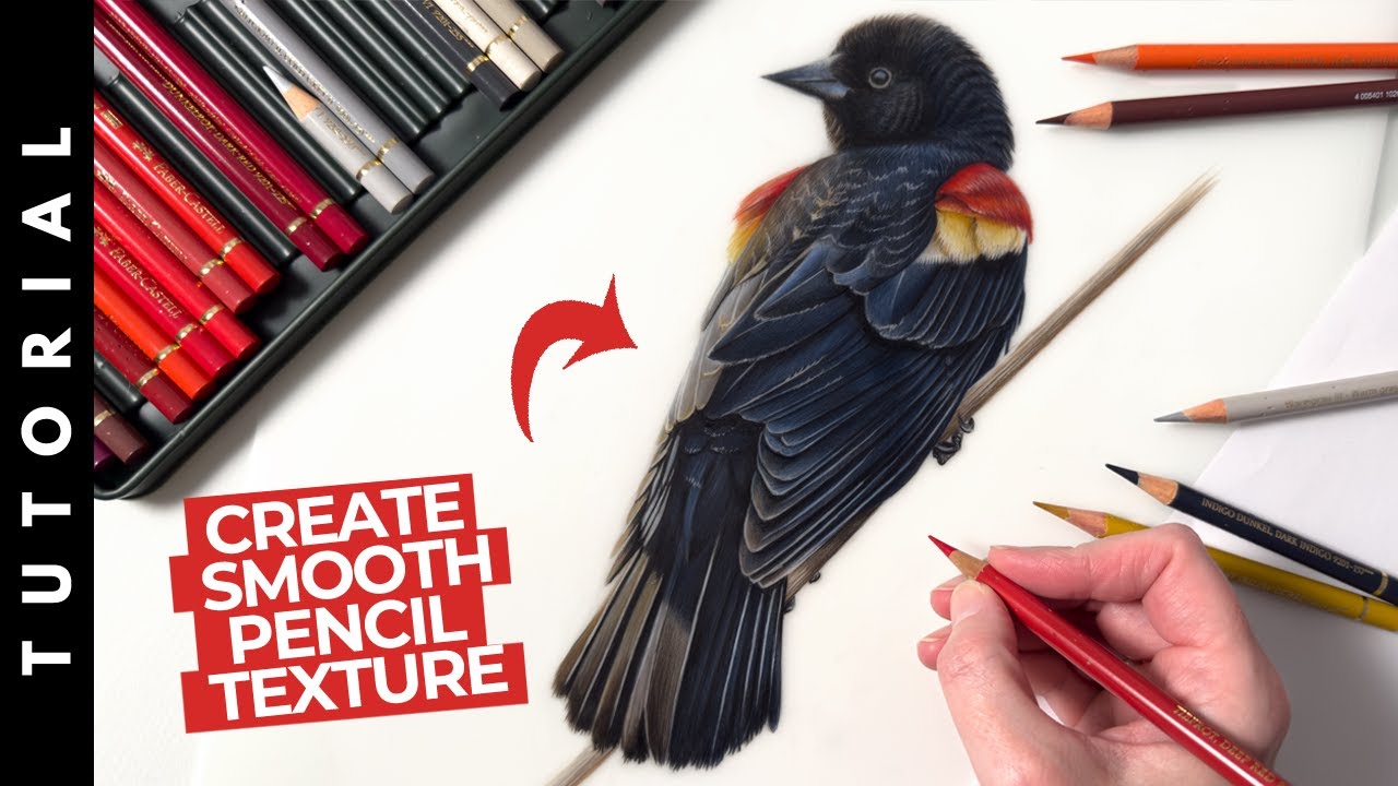 Why Drafting Film Is Amazing for Colored Pencil (Red-winged Blackbird Tutorial + Tips