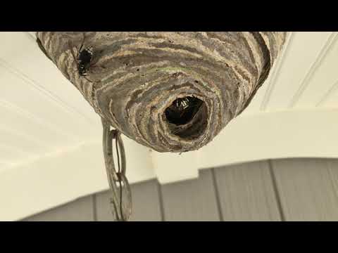 Homeowner Cannot Leave House Because of Bald Faced Hornets in Ocean Township, NJ