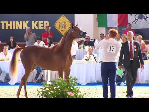 N.17 VIRGINIA MONISCIONE - Italian Nationals 2018 - Yearling Fillies (Class 1B)