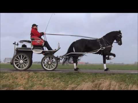 Stal Okkema's Rommert