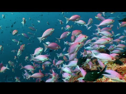 Scuba Diving Poor Knights Island Marine Reserve in 60secs