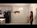 Cat Takes a Huge Leap Into Owner's Arms - 1039389