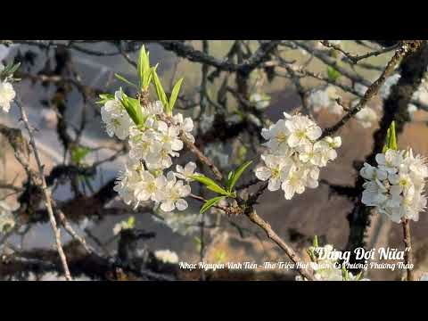 Đừng đợi nữa - Phương Phương Thảo