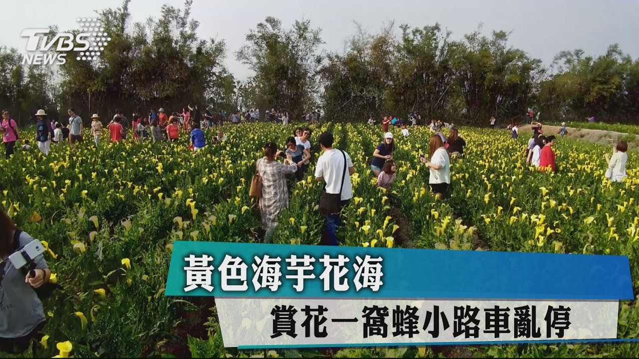 黃色海芋花海 賞花一窩蜂小路車亂停