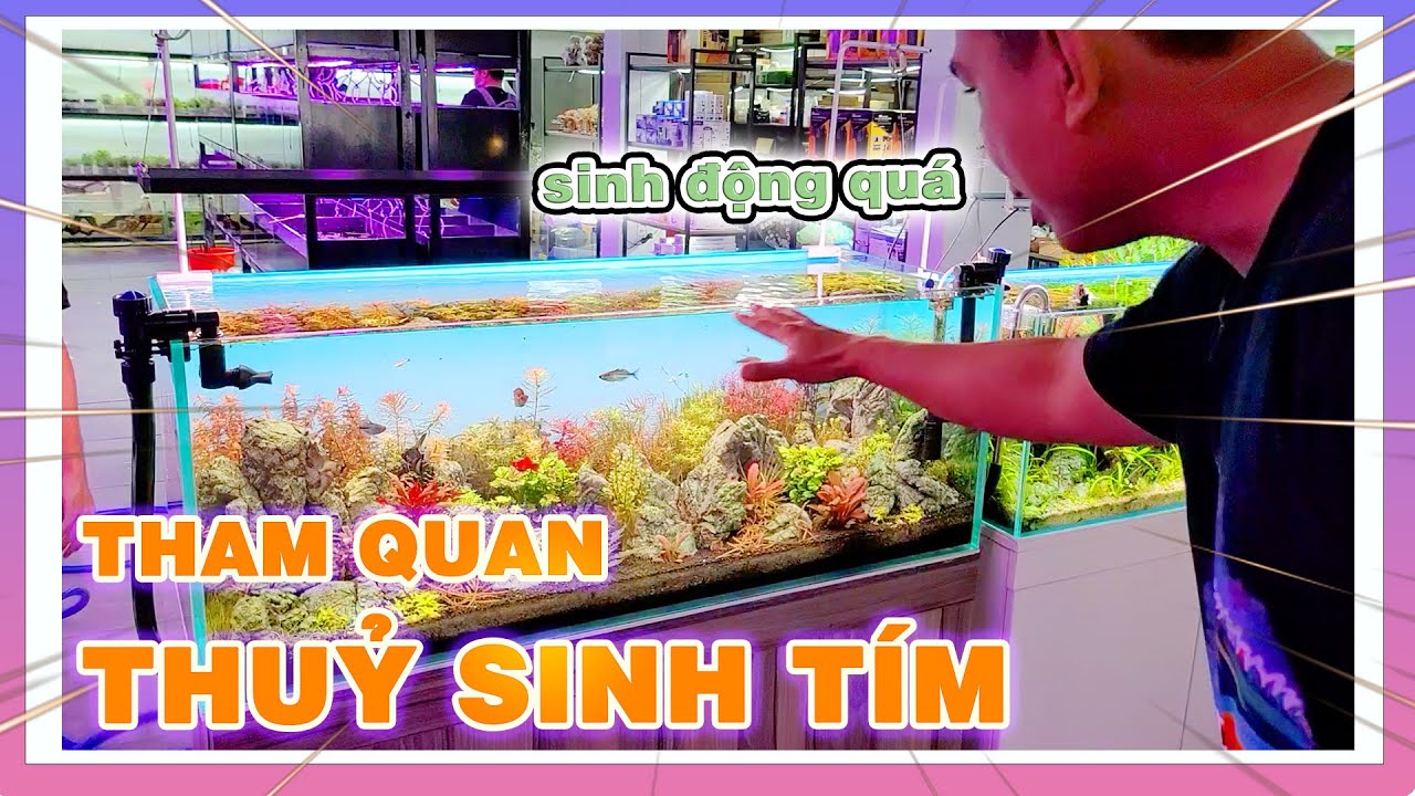 Phân Tích VÀNG-FOREX-BITCOIN Tuần 16-22/10 Theo Phương Pháp WYCKOFF