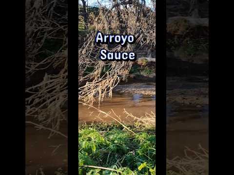 Arroyo Sauce, Sauce Pinto #rio #naturaleza #entrerios #argentina