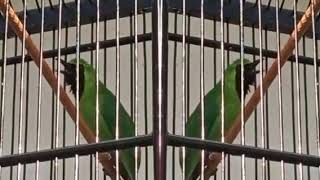 Download lagu Pancingan cucak ijo ful Nembak isian walet ngeRol panjang mp3 Download lagu Pancingan cucak ijo ful Nembak isian walet ngeRol panjang mp3