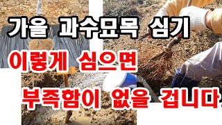 가을 과수묘목 심기. 이렇게 심으면 부족함이 없을 것입니다.(과일나무 심기, 과수품종 선택, 가을철 식목이 …
