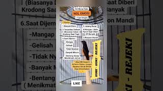 Download lagu MURAI BATU NOL EMOSI / TIPE DINGIN / merawatburung #muraibatu #burung #kicau #birds mp3