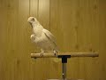 Tancujici papousek (Tearon) - Známka: 1, váha: obrovská
