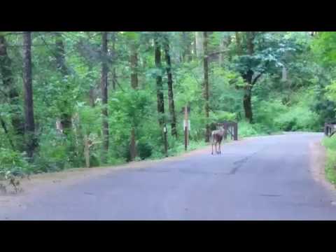 My "deer" guide leading the way. So long Eagle Creek Campground!