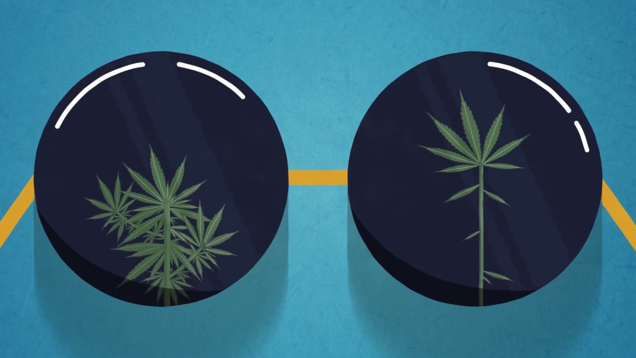 Watch Diferencias entre Cannabis y Cáñamo Now Diferencias entre Cannabis y Cáñamo