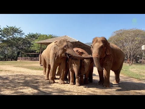Baby Elephant Pyi Mai Invite Her Elder Friend To Join With Her Herd - ElephantNews