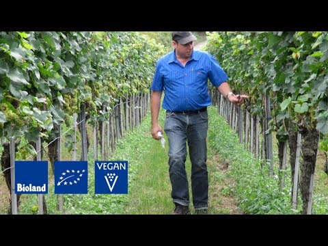 Video 16 aus  Ökologisches Wein- und Sektgut