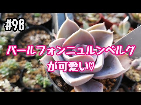 パールバスケット 植物