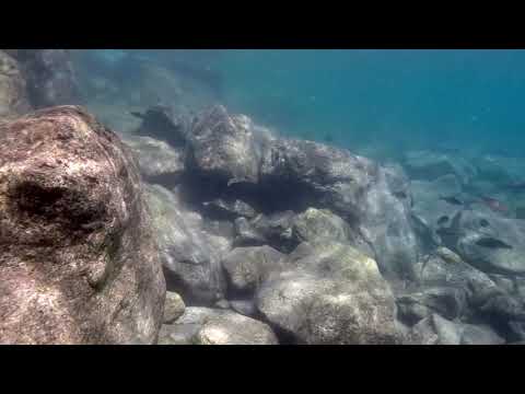 Nuoto con i ciclidi : Petrochromis a Hapa Ingii Fara