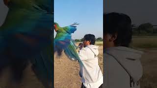 Download lagu TERBANGIN BURUNG MACAW #parrot #macaw #duniabinatang #duniahewan #duniasatwa mp3