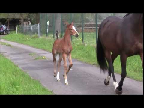 SF / Filly Lissaro - SPS Florecnio - SPS Prince Thatch xx 2017