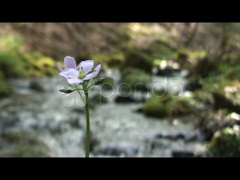 Cuckoo Flower And Creek  (Cardamine Pratensis). Stock Footage
