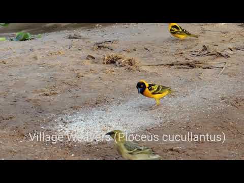 Pletiarka dedinská (Ploceus cucullatus) — video o speve a chove