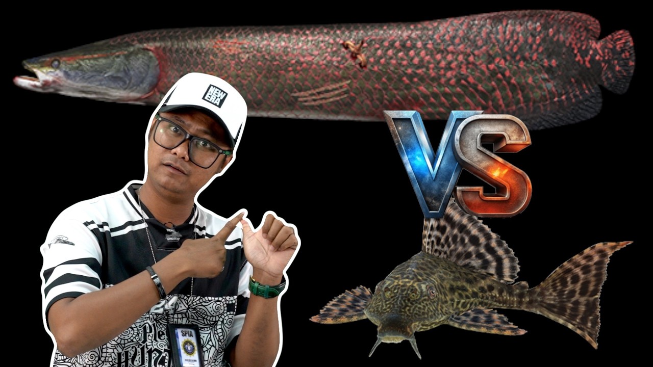 Ini Sebab Ikan Bandaraya Lebih Bahaya daripada Arapaima