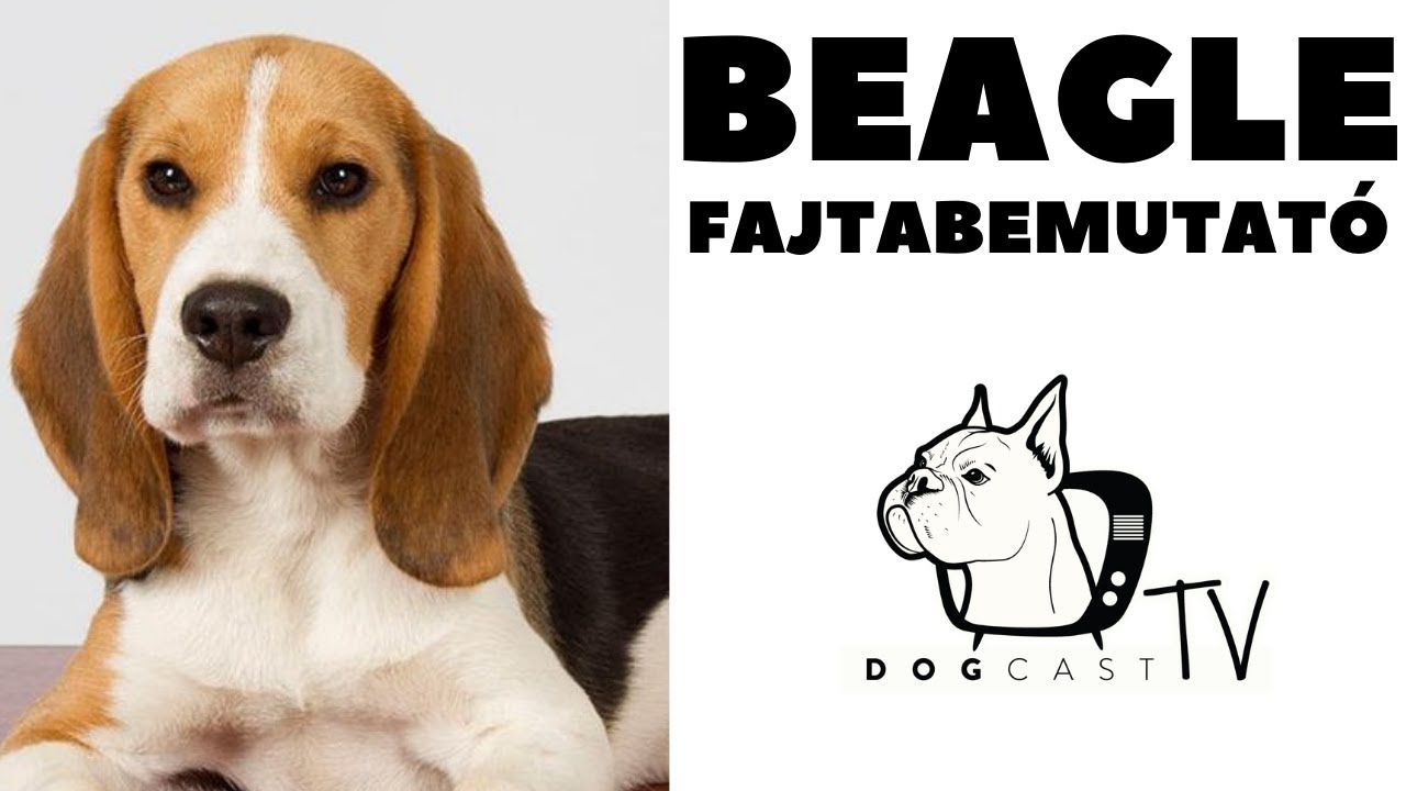 A BEAGLE kutya fajta - Fajtabemutató - DogCast TV