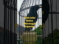 Jalak Kebo Betina Memanggil Jantan DJEtoy