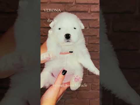 Samoyed puppy for sale