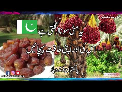 Pakistan main Sab se Zeyada Konsa Phal paida hota hai