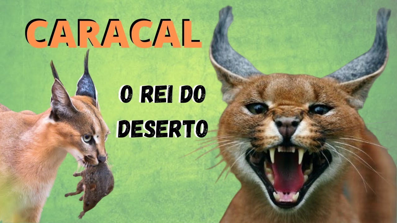 LINCE-CARACAL - UM GRANDE SALTADOR! ELE É UM DOS MAIS ÁGEIS E HABILIDOSOS FELINOS DO MUNDO!!!