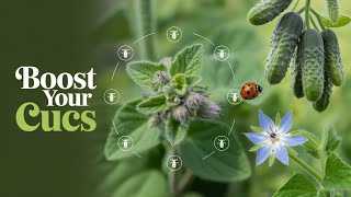 5 Plants That Protect Cucumbers From Disease and Pests Naturally