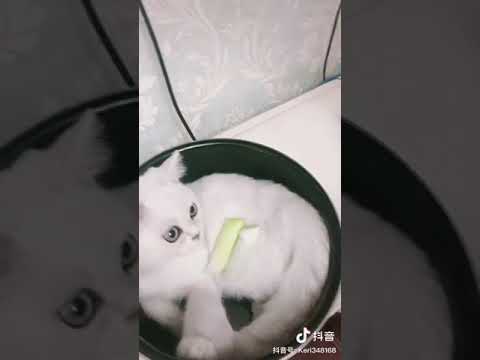 cat destroys laptop chinese version