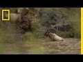 Dying Wildebeest Baby National Geographic