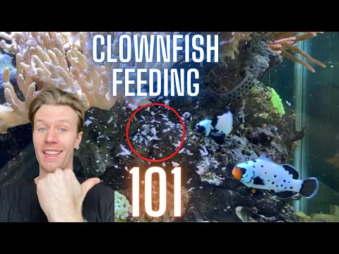 The Ultimate Guide to Clownfish Feeding - Everything You Need to Know!