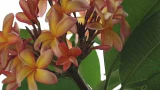 No Sere Yo - Zucchero