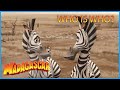 DreamWorks Madagascar Who Is Who Madagascar Escape 2 Africa Movie