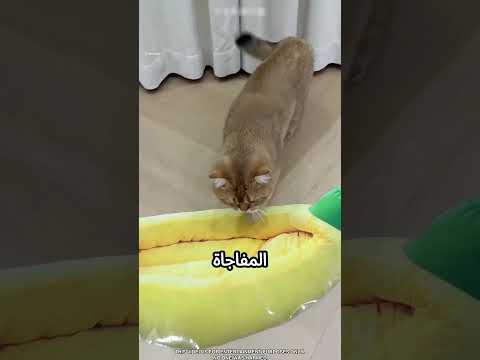 القطط مش بتاخد بالها إن الأكل مش حقيقي #viral