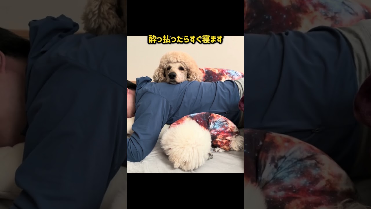 寝落ちした父を心配する犬 #スタンプー
