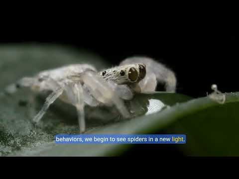 This spider will cure your Arachnophobia #Arachnophobia #phobia