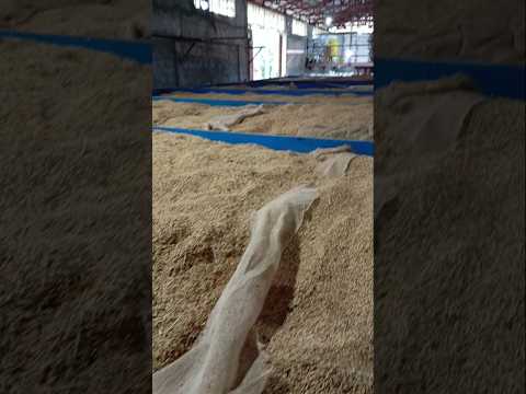 برنج هاشمی و صدری اعیانی آستانه و لاهیجان با برند یل ده بصورت جزئی و تناژی. فروش، جوادی 09192885880