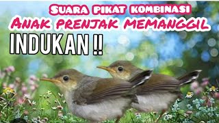 Download lagu SUARA PIKAT KOMBINASI PRENJAK ANAKAN RIBUT  MEMANGGIL INDUKAN mp3