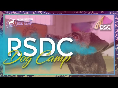 RSDC - Rose Speedlight Indoor Dog Camp