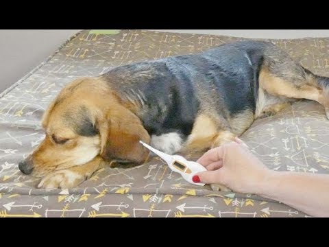 YouTube video about: Why is my dog's ears cold?