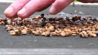 Ginseng seed stratification