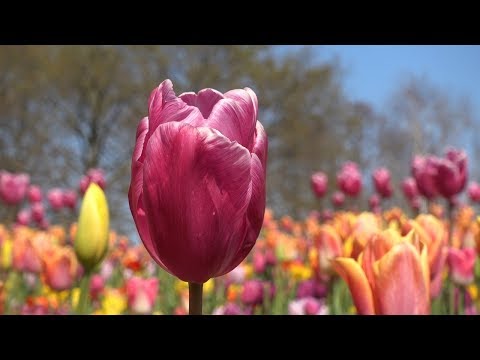 Keukenhof 2019