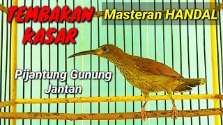 Download lagu Pijantung gunung jantan gacor tembakan kasar mp3