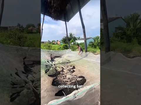 How Indonesian Farmers use Bat Poop to Grow Mushrooms 🍄🤯