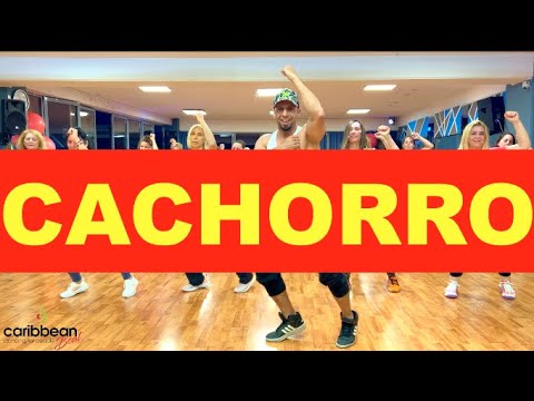 Coração Cachorro | Ávine e Matheus Fernandes Late Coração | By Saer Jose