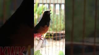 Download lagu murai isian cililin sambung kenari gacor 👆🖒🖒 mp3