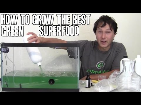 How to Grow the Best Green SuperFood that has more Protein than Beef Indoors - YouTube
